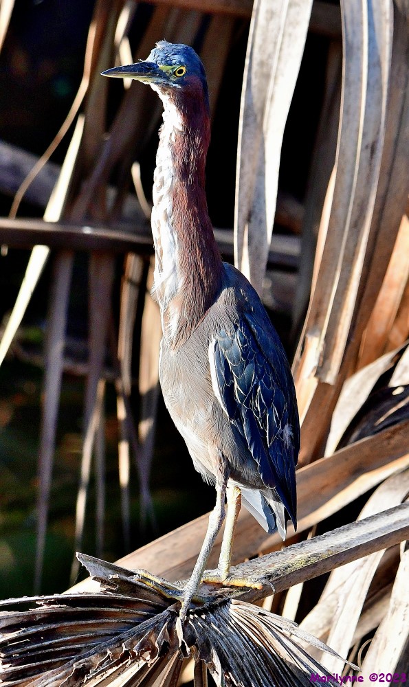 DSC_4640_001.JPG