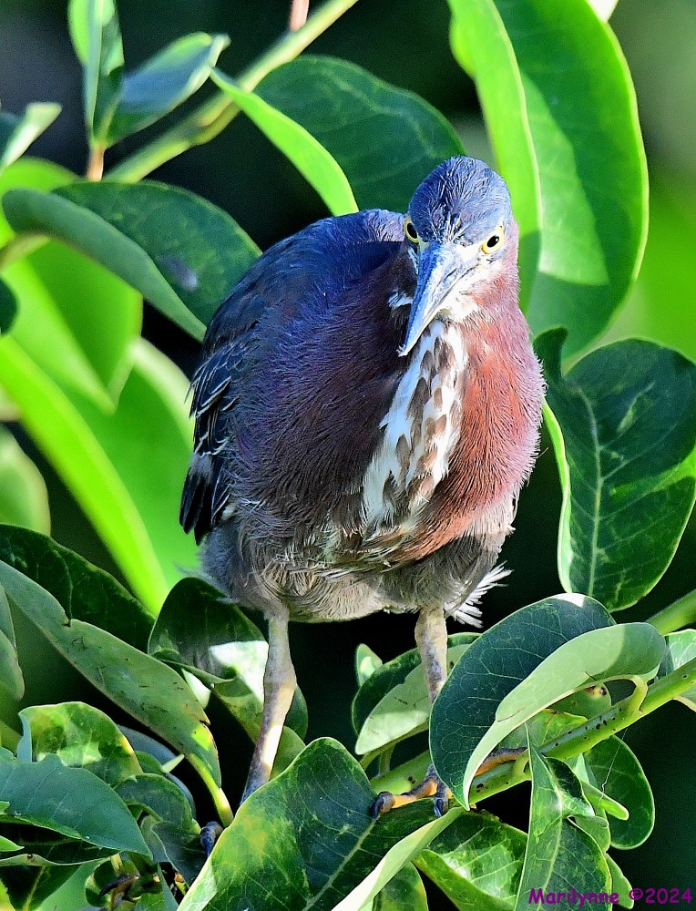 DSC_4641_001.JPG