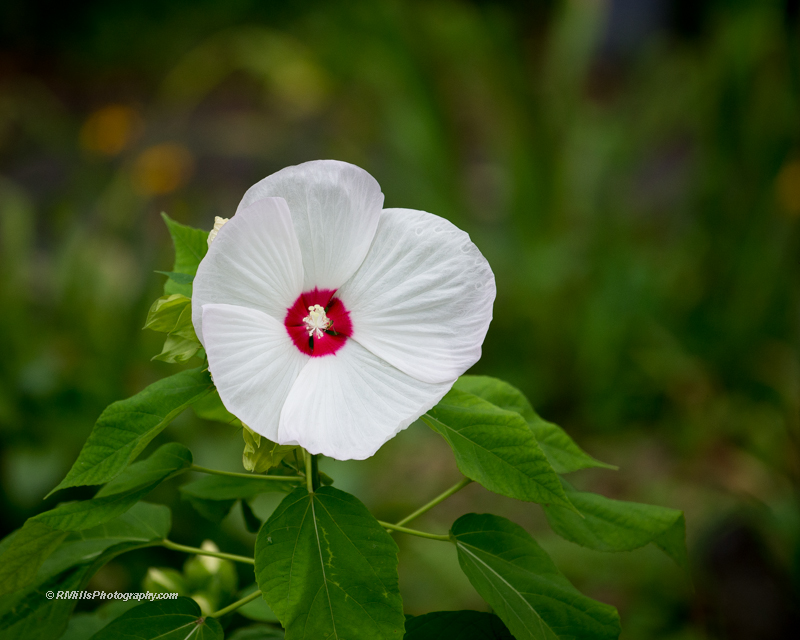 DSC_4644_7391.jpg