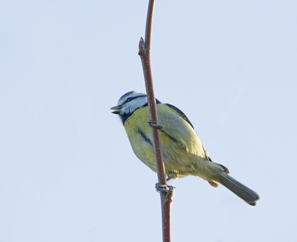 DSC_4646.jpg