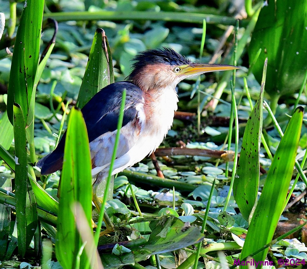 DSC_4646_001.JPG