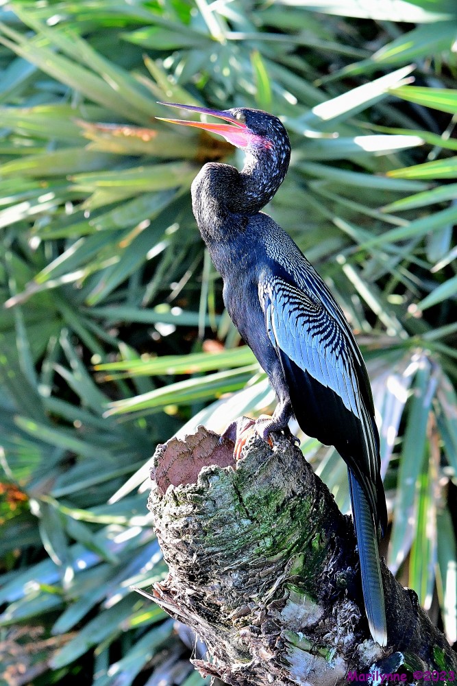 DSC_4647_001.JPG