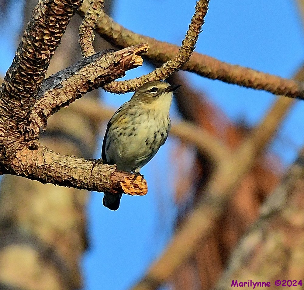 DSC_4648_001.JPG
