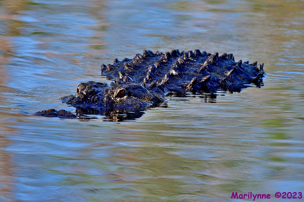 DSC_4649_001.JPG
