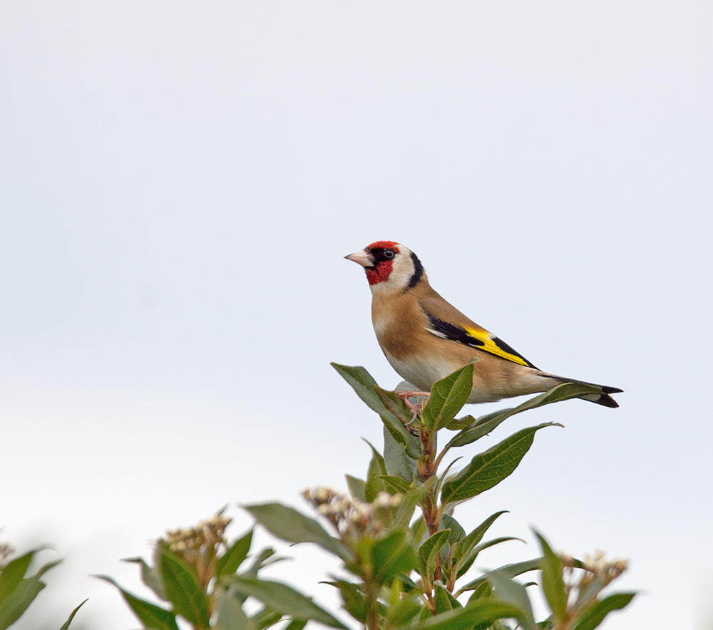 DSC_4651.jpg