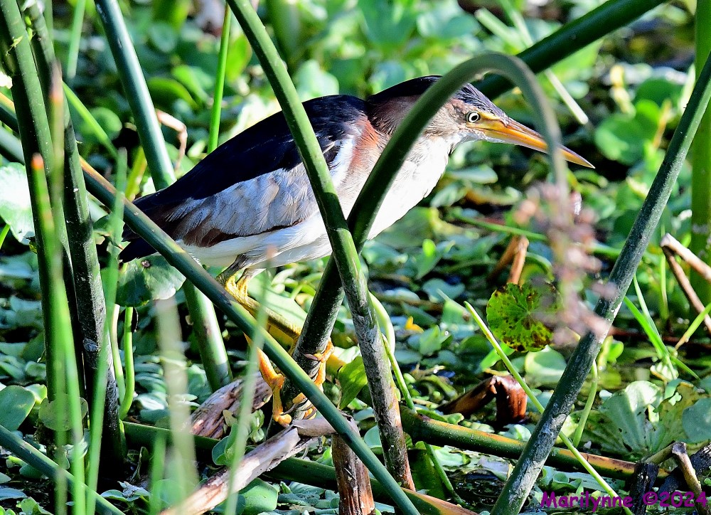 DSC_4651_001.JPG