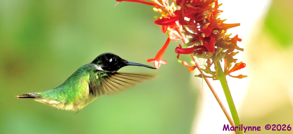 DSC_4652 copy_001.JPG