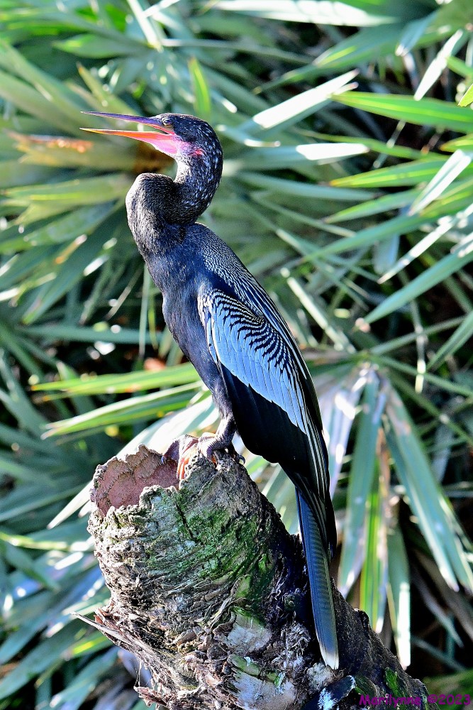 DSC_4652_001.JPG