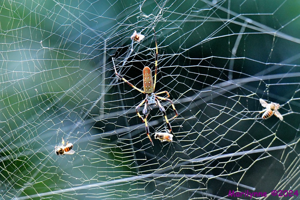 DSC_4652_001.JPG