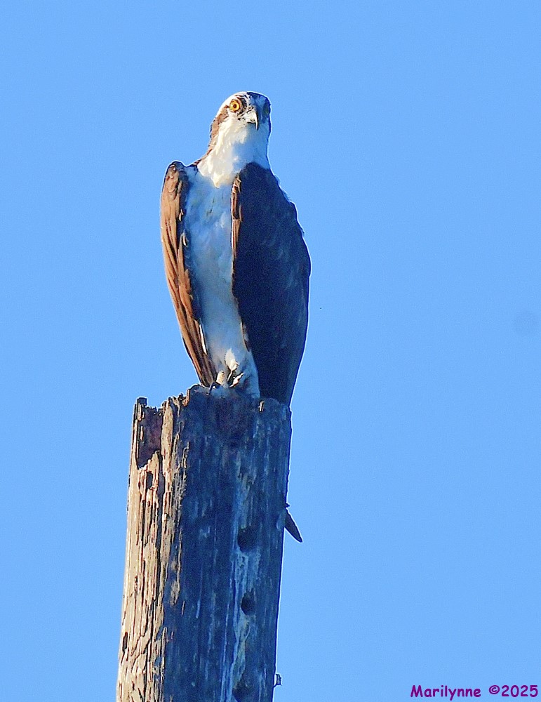 DSC_4652_001.JPG