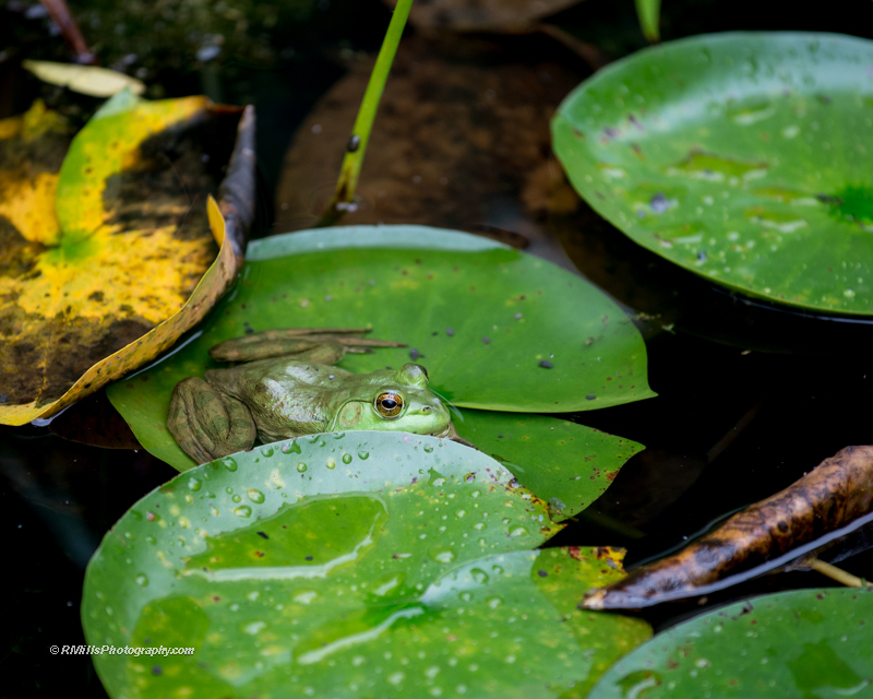 DSC_4652_7399.jpg