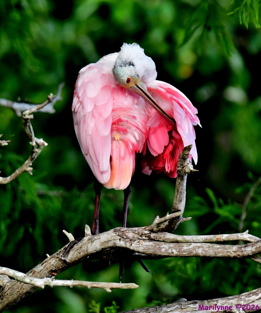 DSC_4654_001.JPG