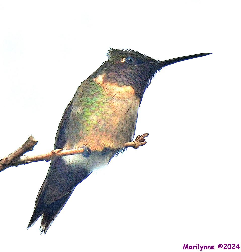DSC_4656_001.JPG