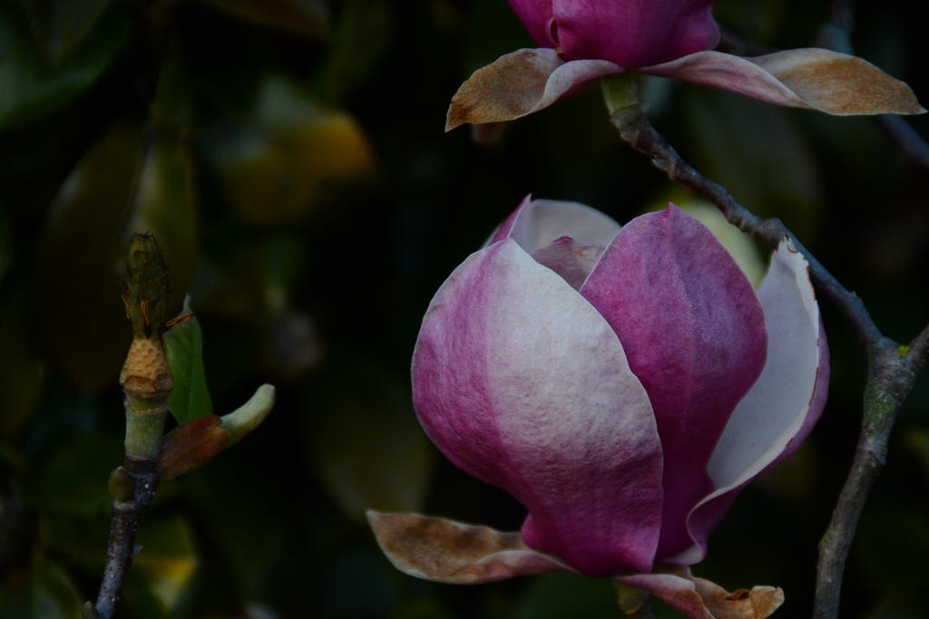 DSC_4657.jpg