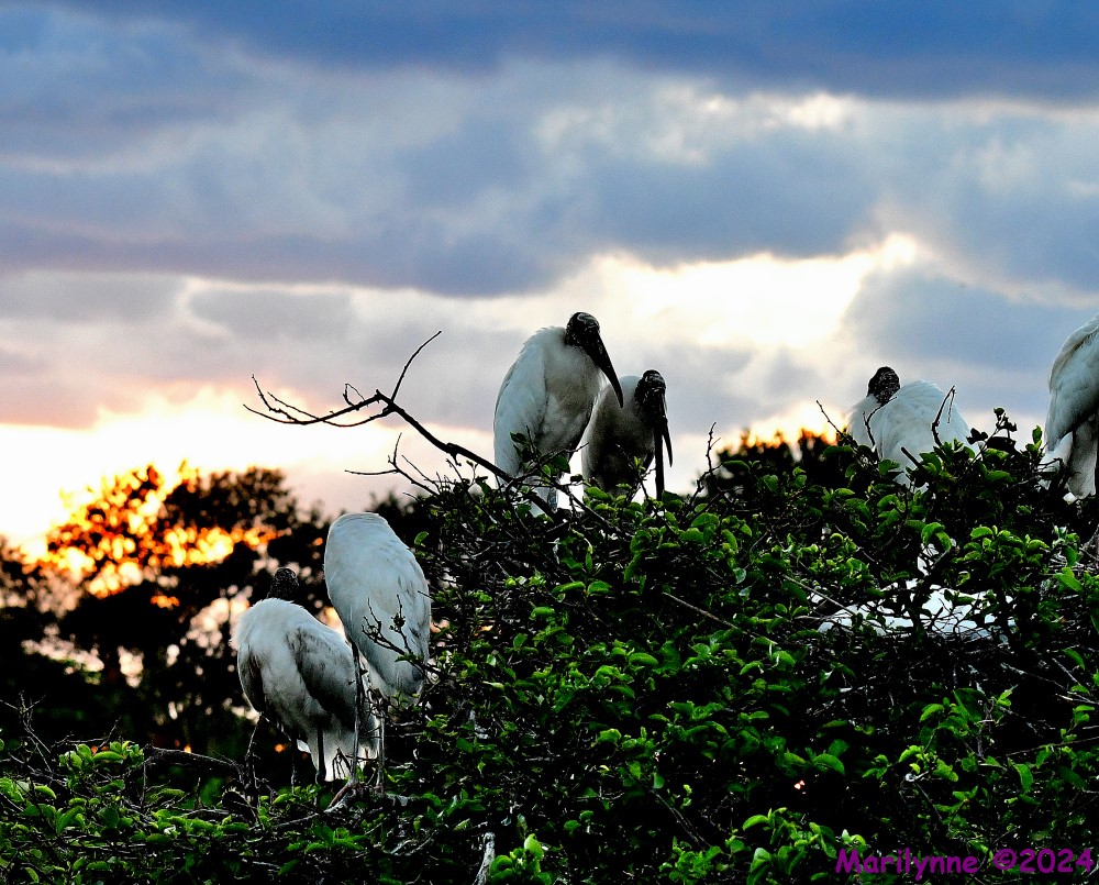 DSC_4657_001.JPG