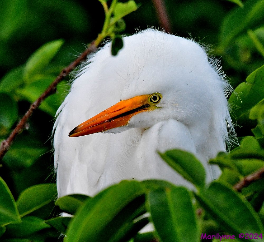 DSC_4658_001.JPG