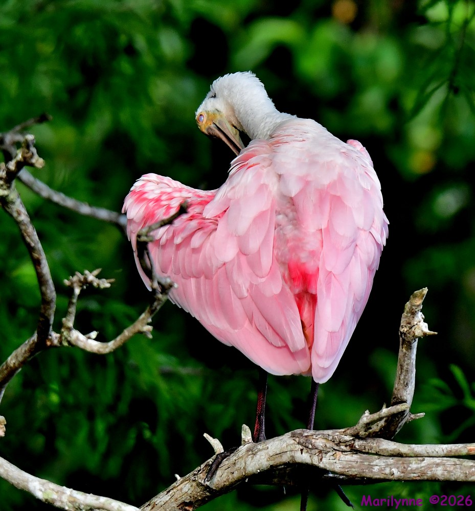 DSC_4658_001.JPG