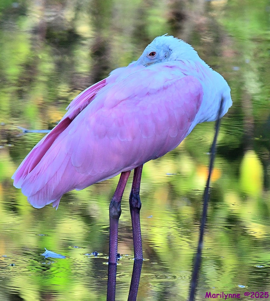 DSC_4659_001.JPG