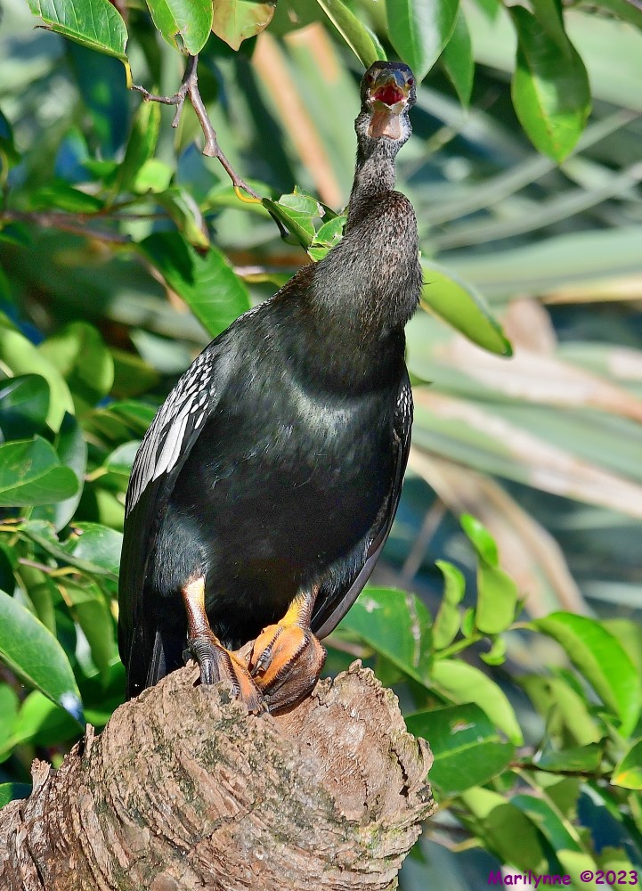 DSC_4660_001.JPG