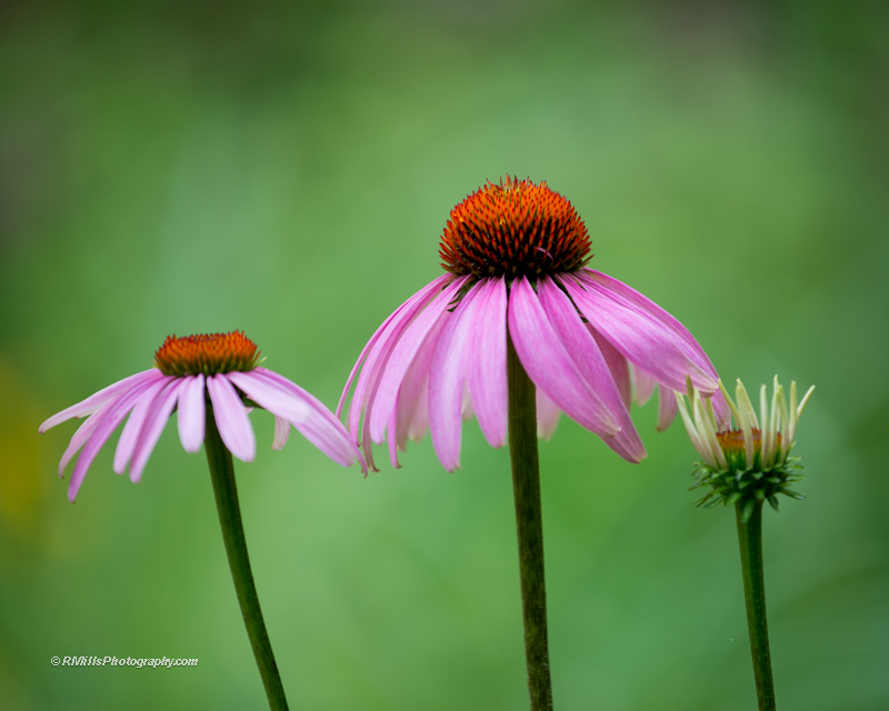 DSC_4660_7407.jpg