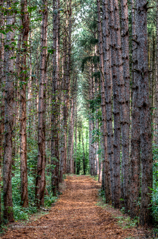 DSC_4661_7455_tonemapped-2.jpg