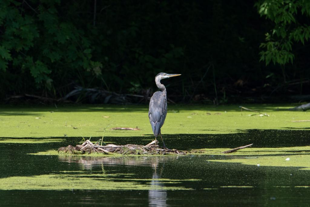 DSC_4663.jpg