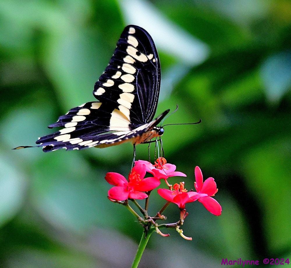 DSC_4663_001.JPG