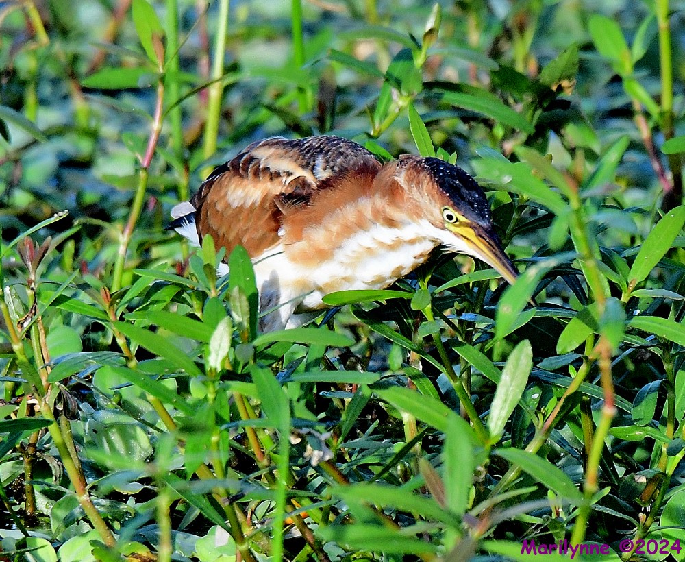 DSC_4664_001.JPG