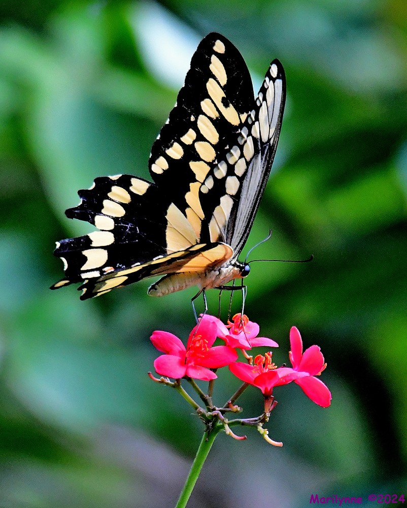 DSC_4664_001.JPG