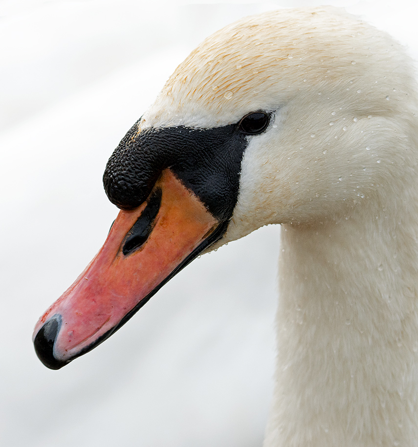 DSC_4666.jpg