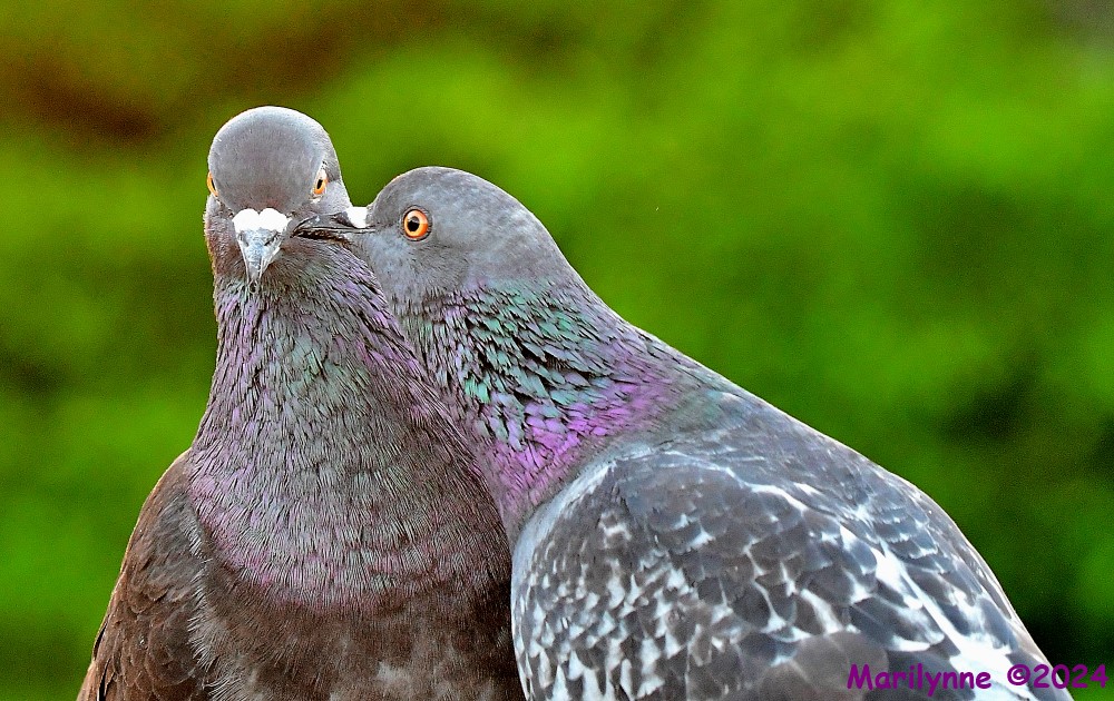 DSC_4666_001.JPG