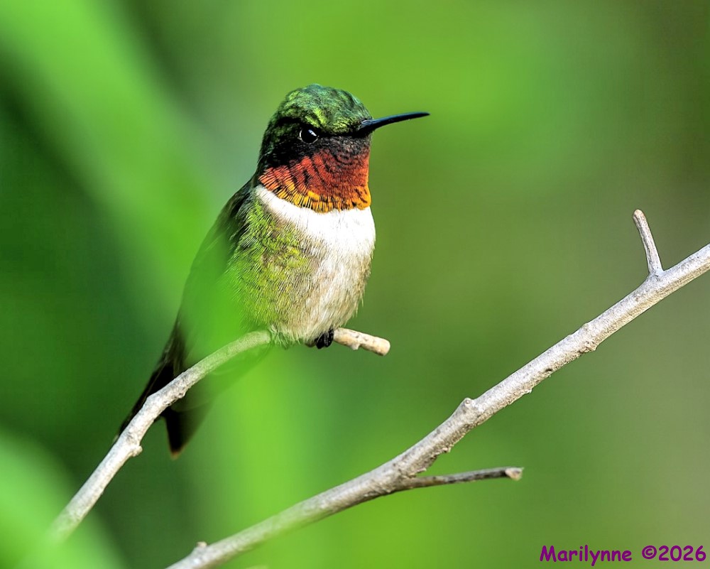 DSC_4667 copy_001.JPG