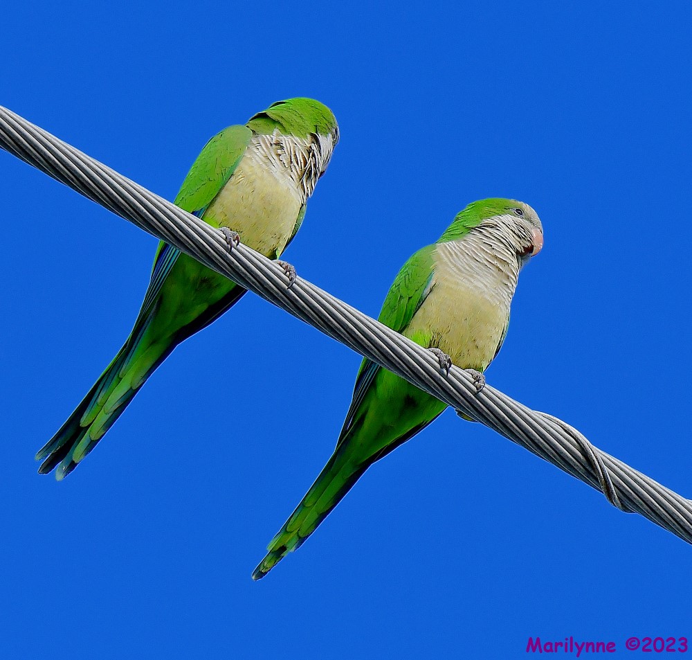 DSC_4667_001.JPG
