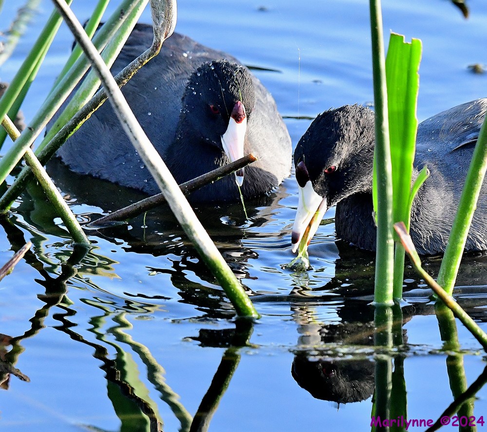 DSC_4667_001.JPG