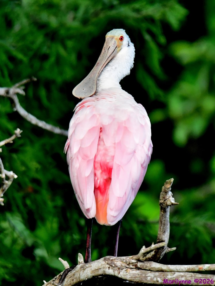 DSC_4667_001.JPG