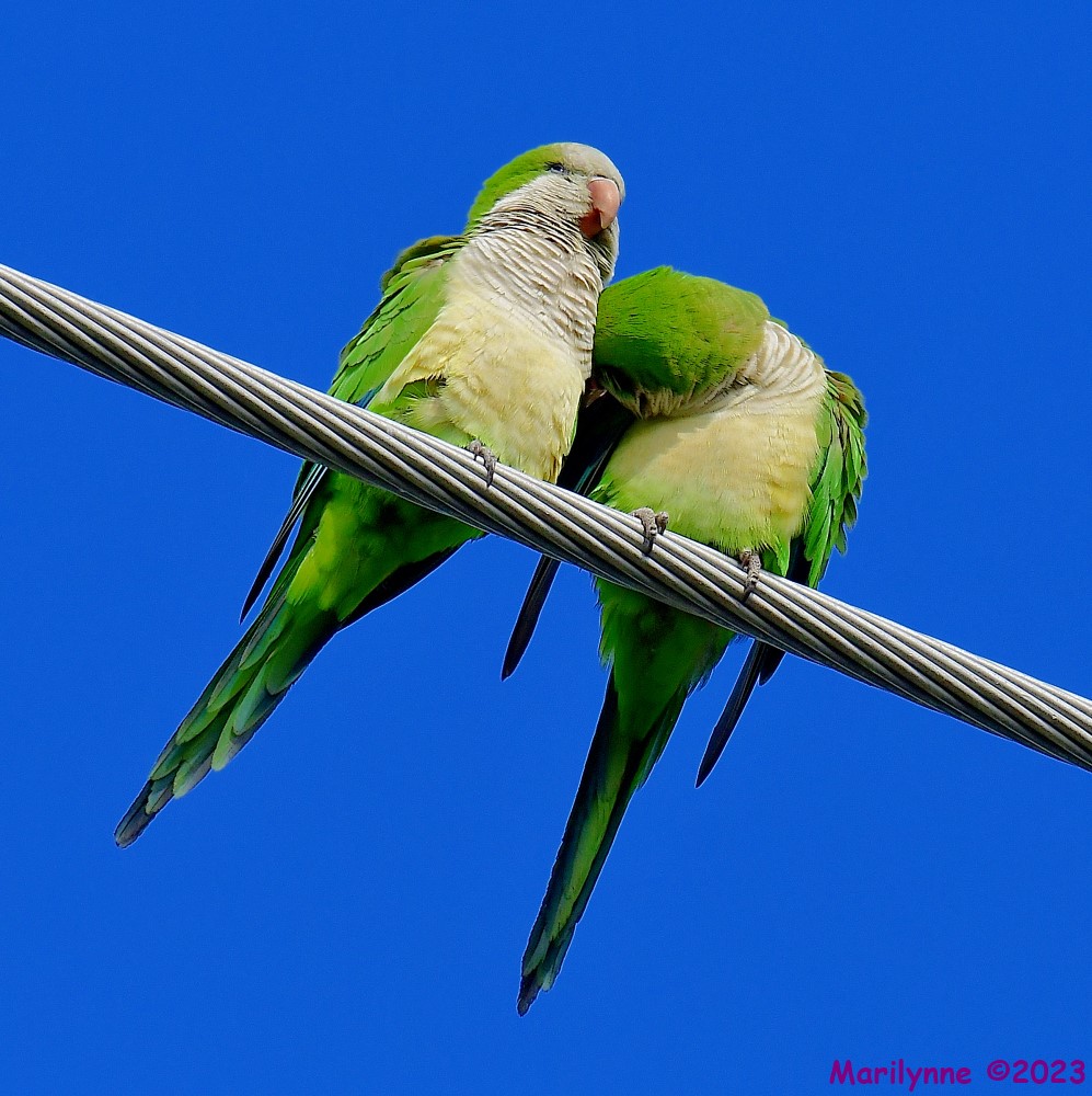 DSC_4670_001.JPG