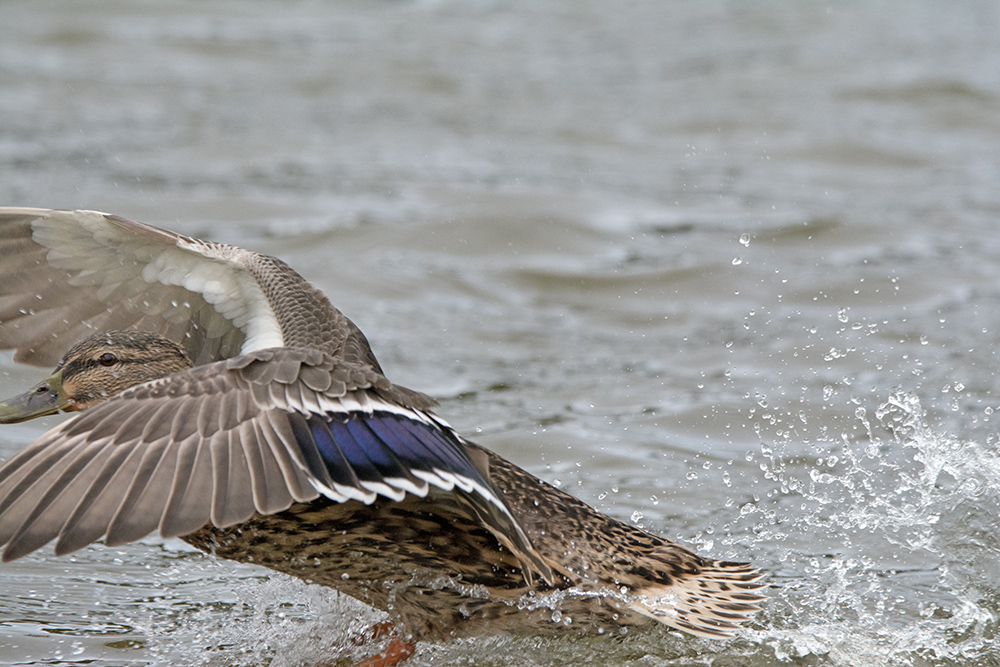 DSC_4674.jpg