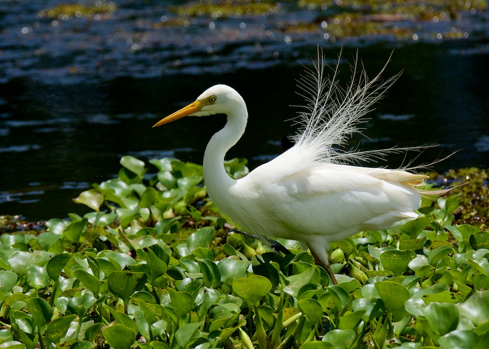 DSC_4674.jpg