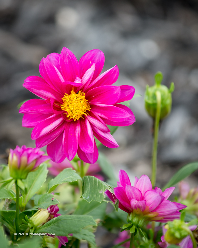 DSC_4674_7468.jpg