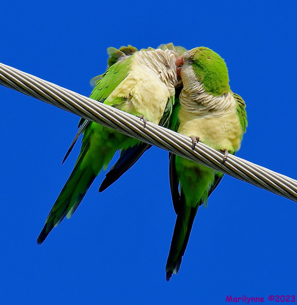 DSC_4675_001.JPG