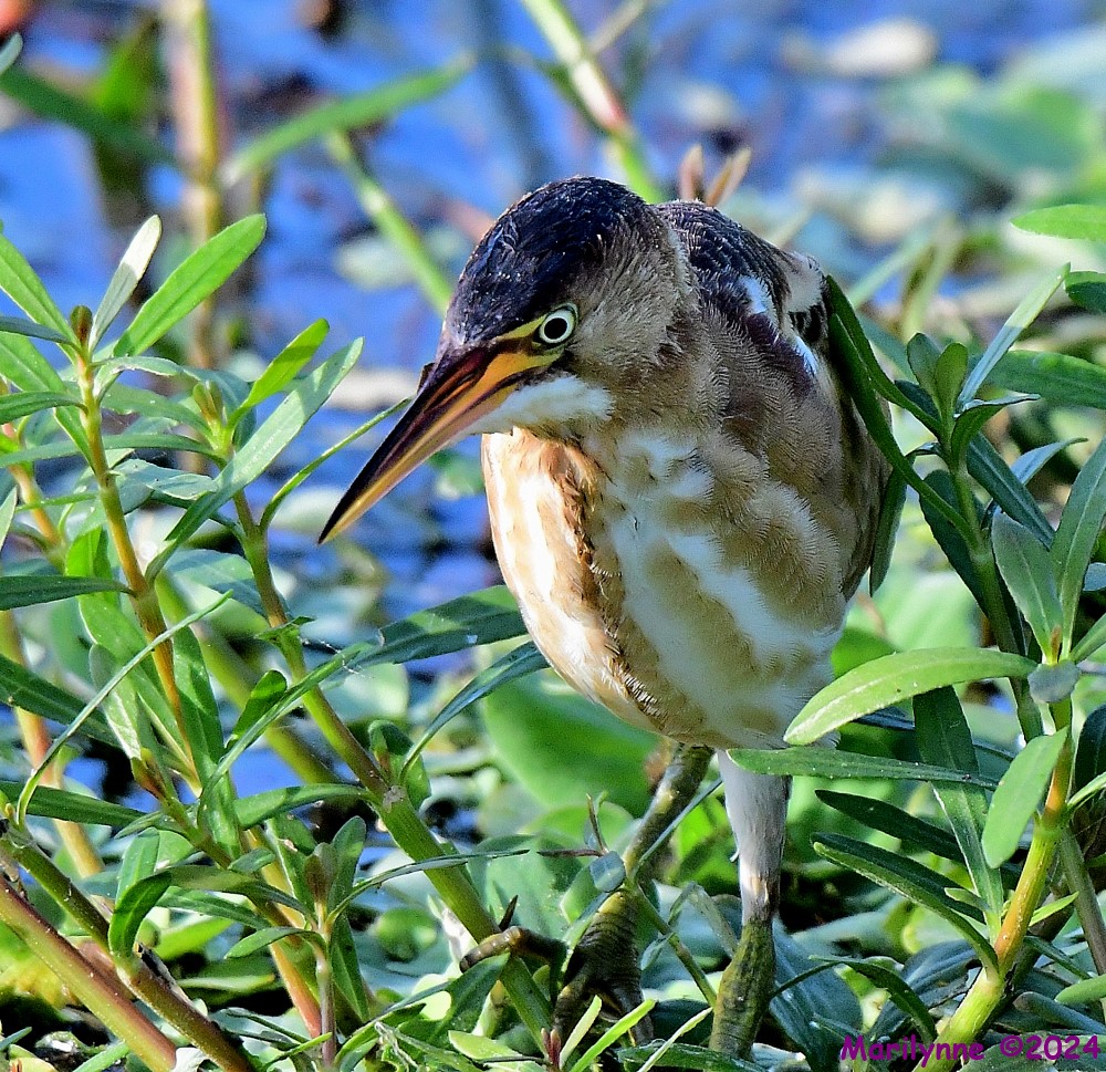DSC_4675_001.JPG