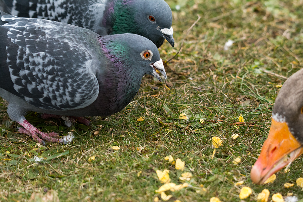 DSC_4676.jpg