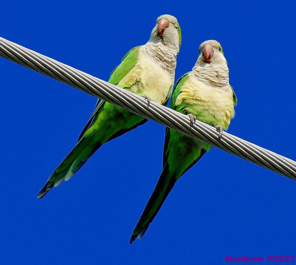 DSC_4677_001.JPG