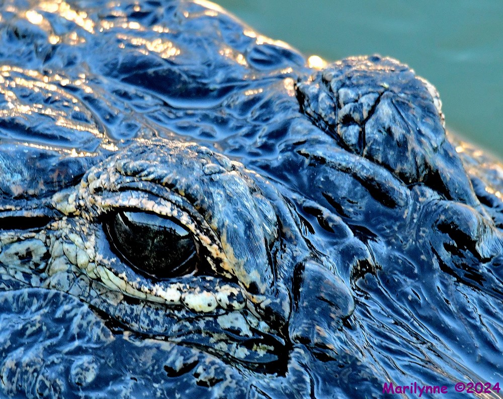 DSC_4677_001.JPG