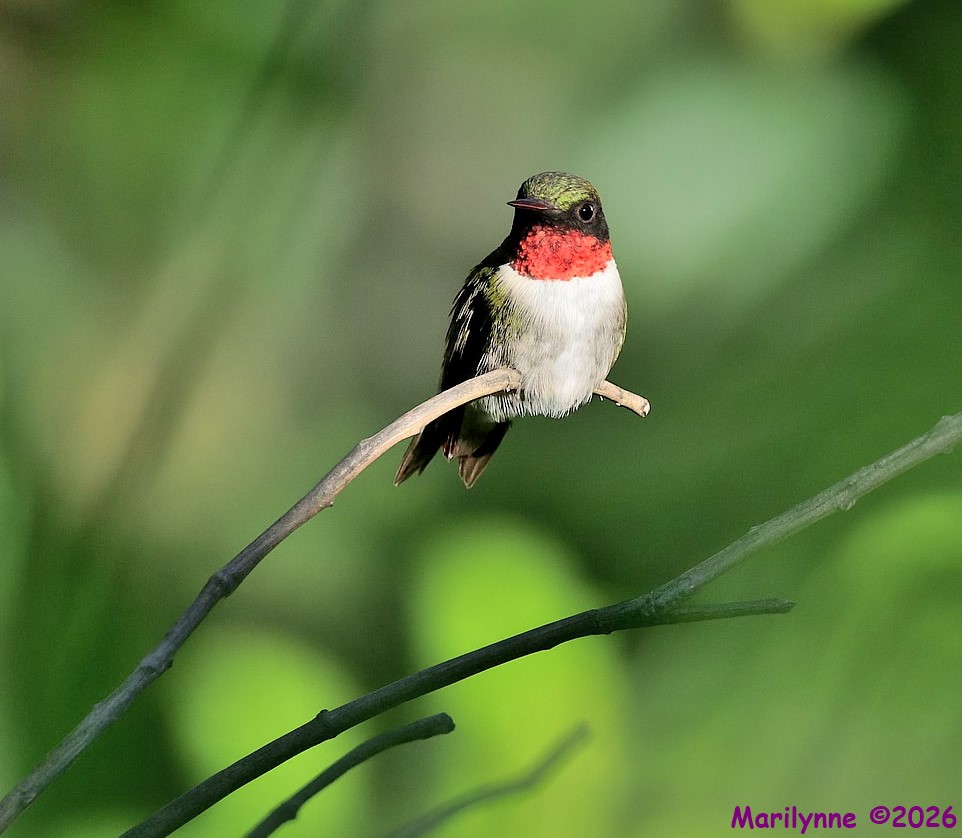 DSC_4679 copy_001.JPG