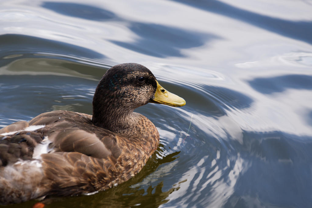 DSC_4679_DxO.jpg