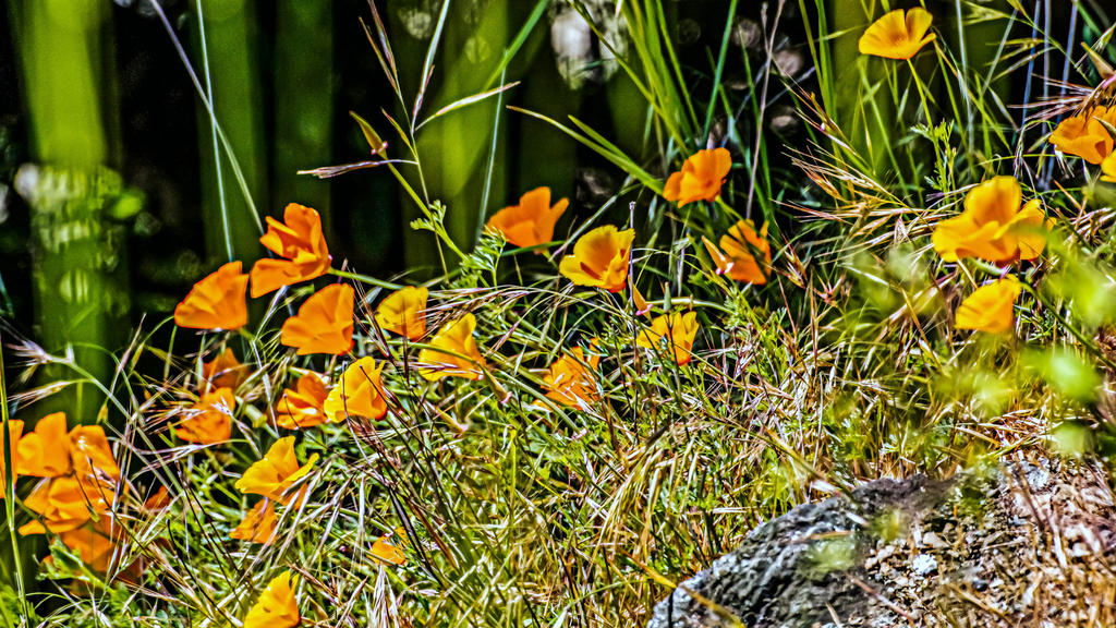 DSC_4680-Edit.jpg