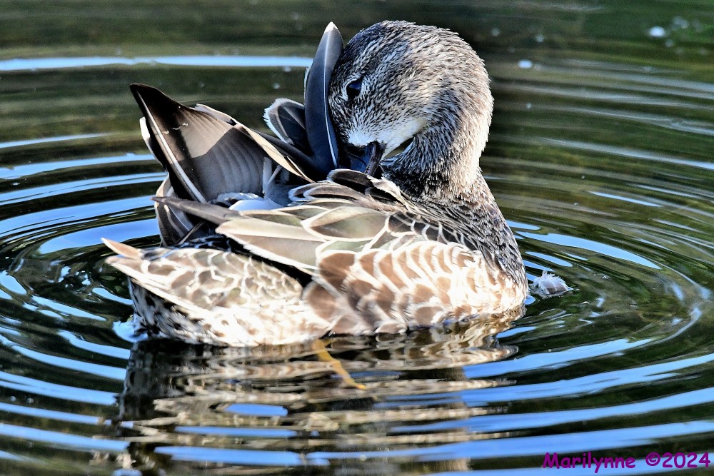 DSC_4680_001.JPG