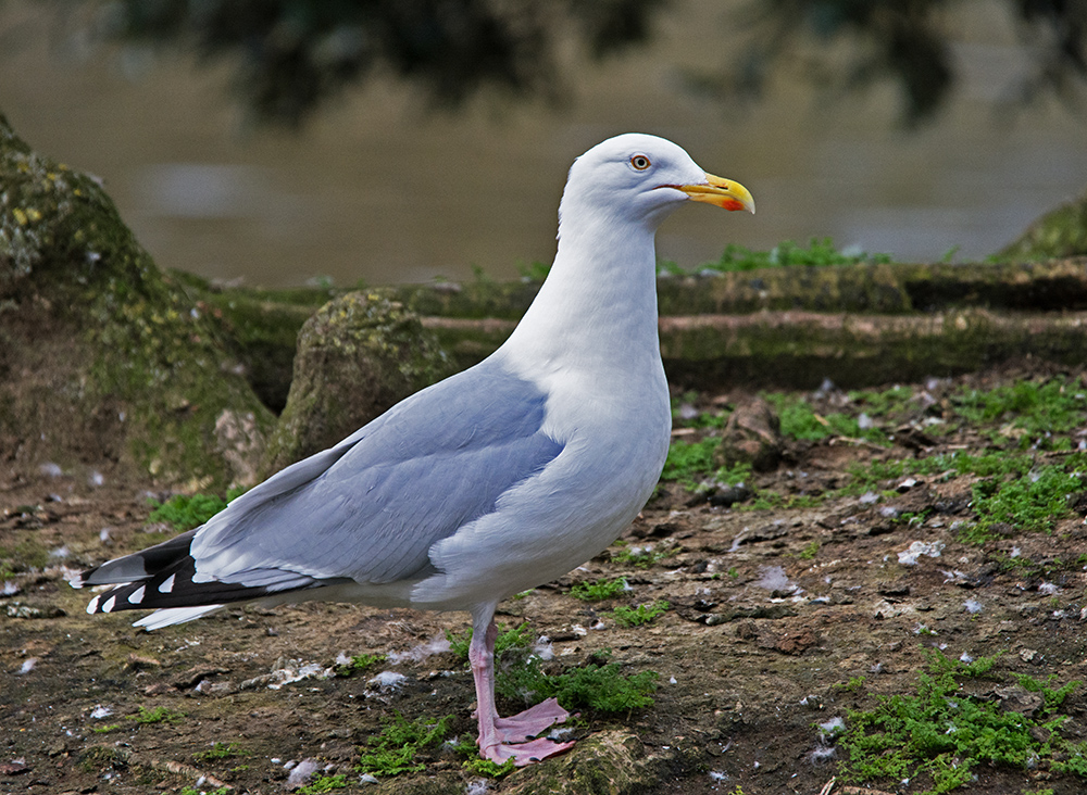 DSC_4683.jpg