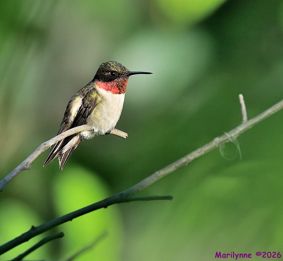 DSC_4684 copy_001.JPG